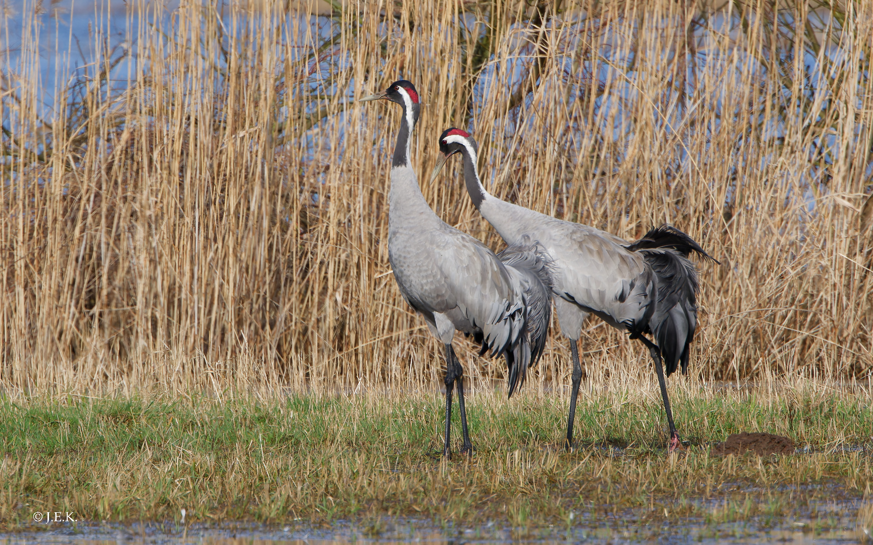 "Vögel des Glücks"