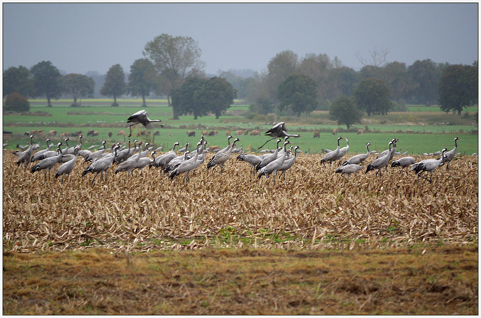 Vögel des Glücks