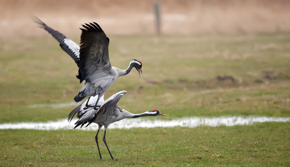 Vögel des Glücks im Glück