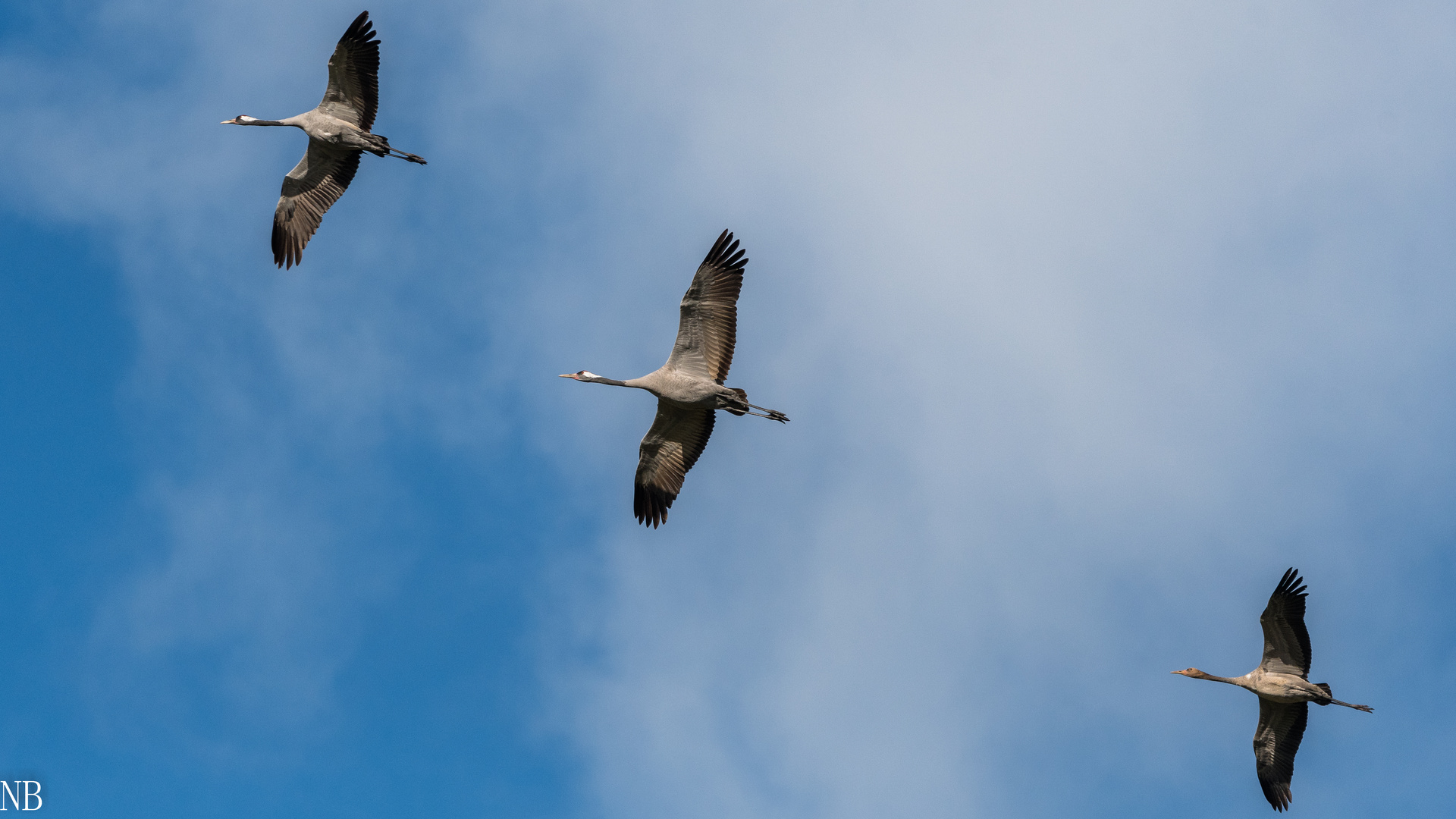 "Vögel des Glücks mit Nachwuchs 2023"