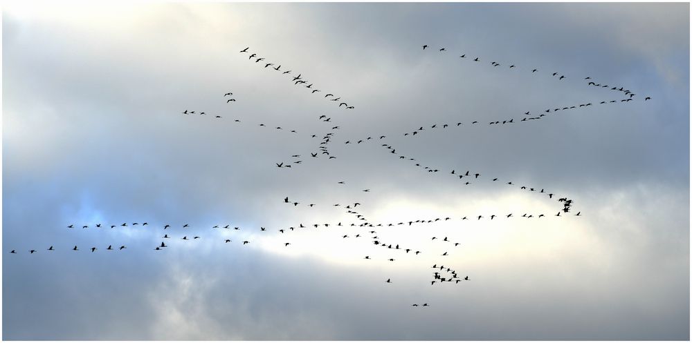 Vögel des Glück's oder Frühlingsboten am Himmel ! 