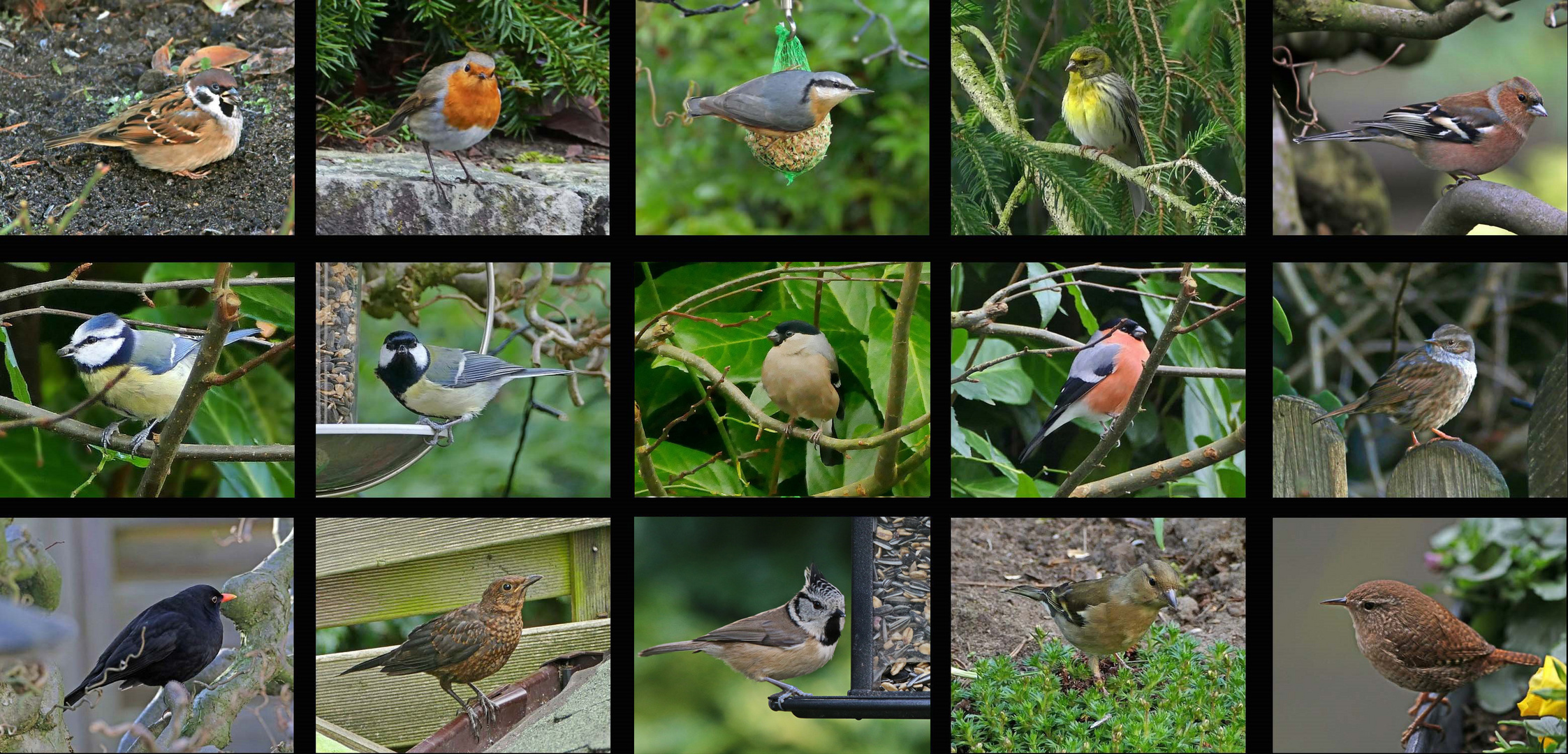 Vögel die unseren Garten besuchen