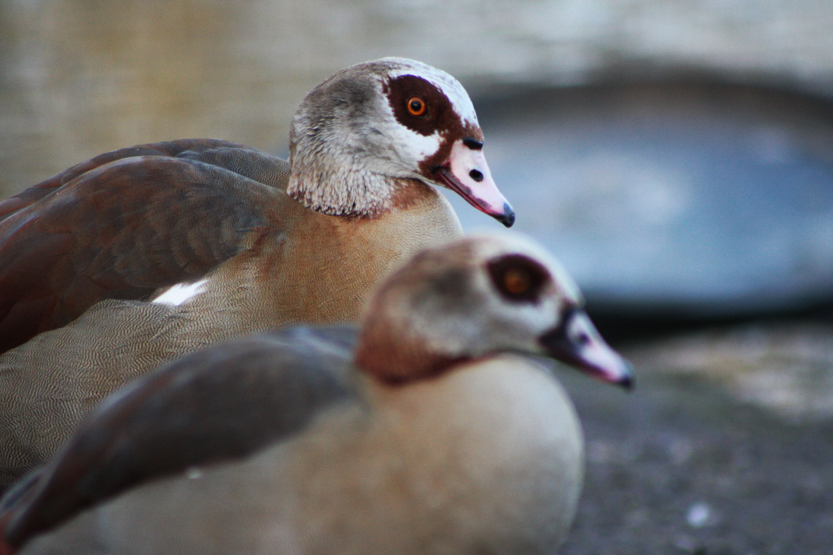 Vögel