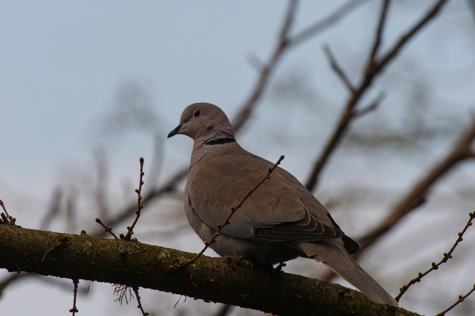 Vögel Europas..DSC_3035