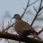 Vögel Europas..DSC_3035