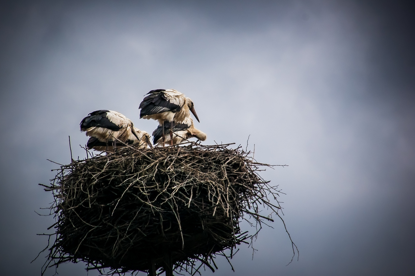 Vögel Familie