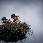 Vögel Familie