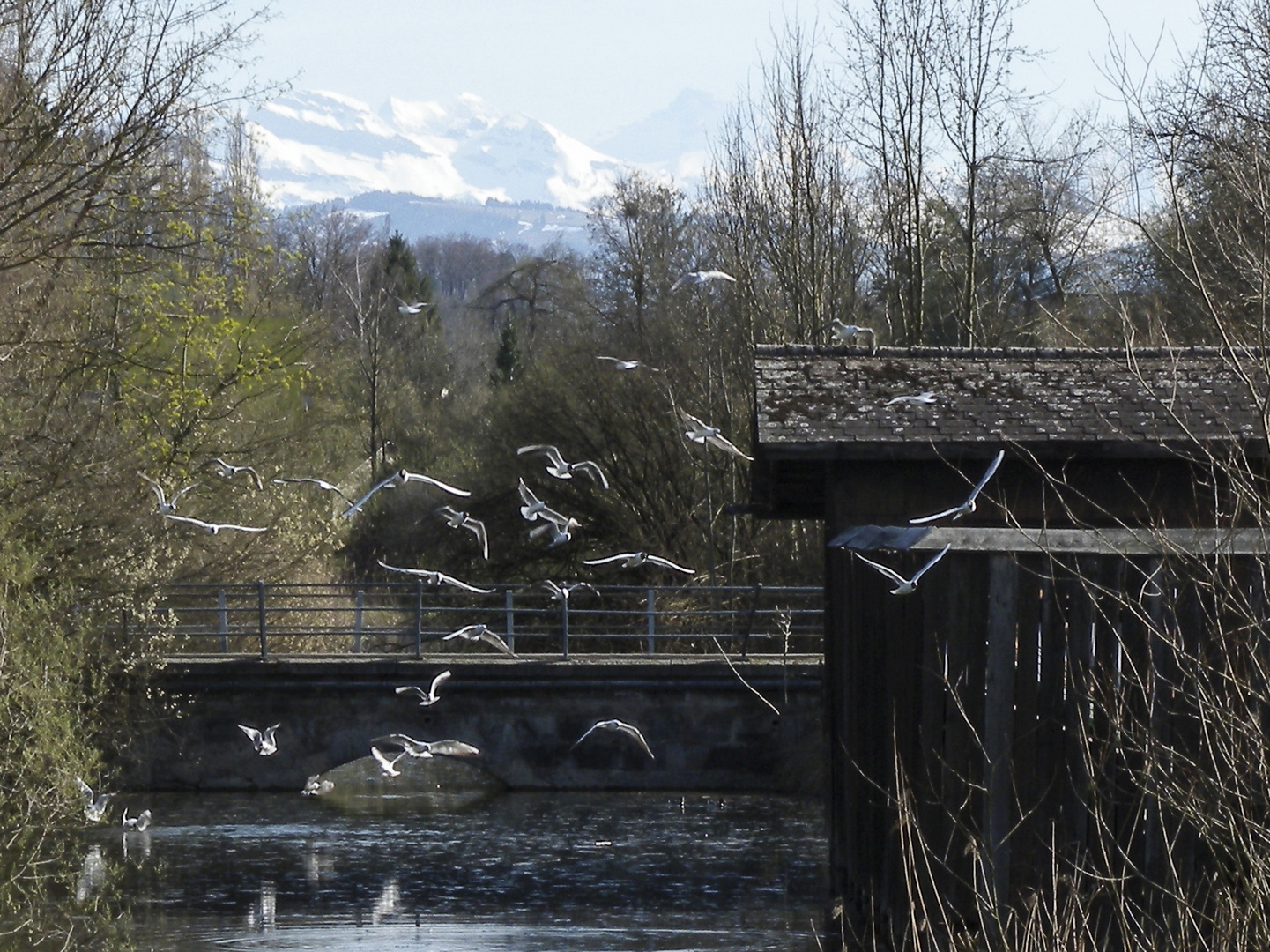 Vögel fliegen auf ….