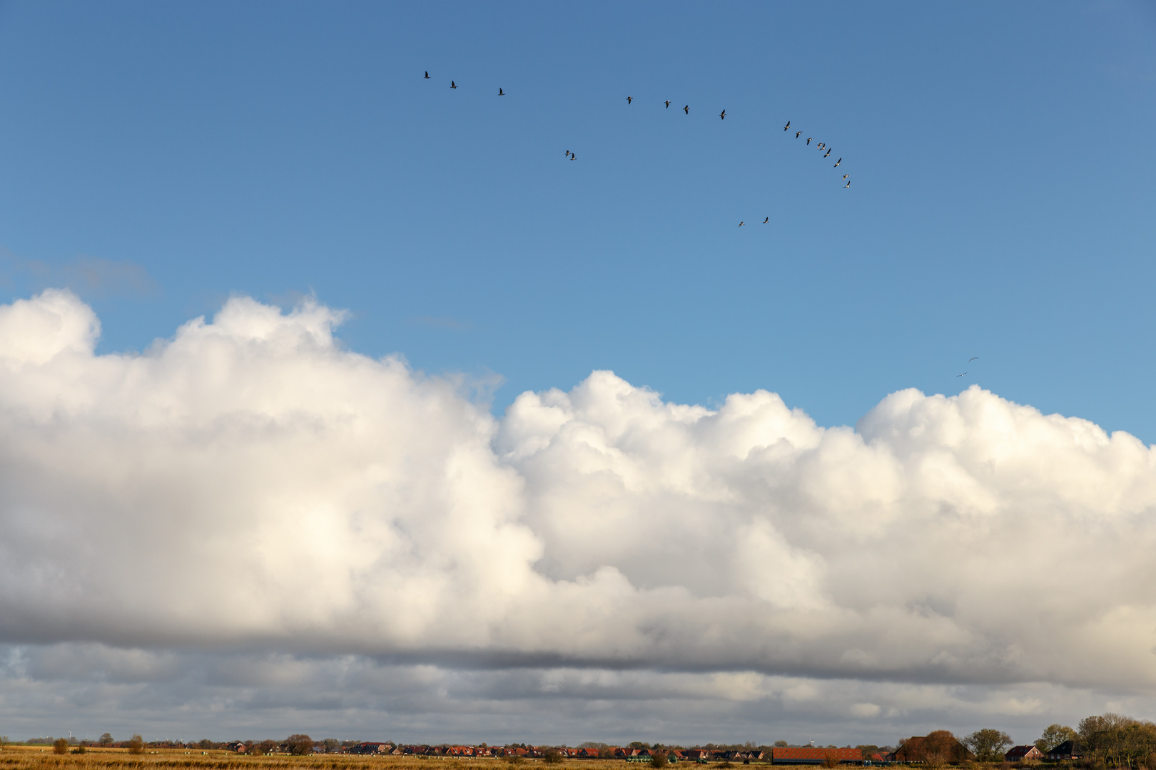 Vögel fliegen weg...