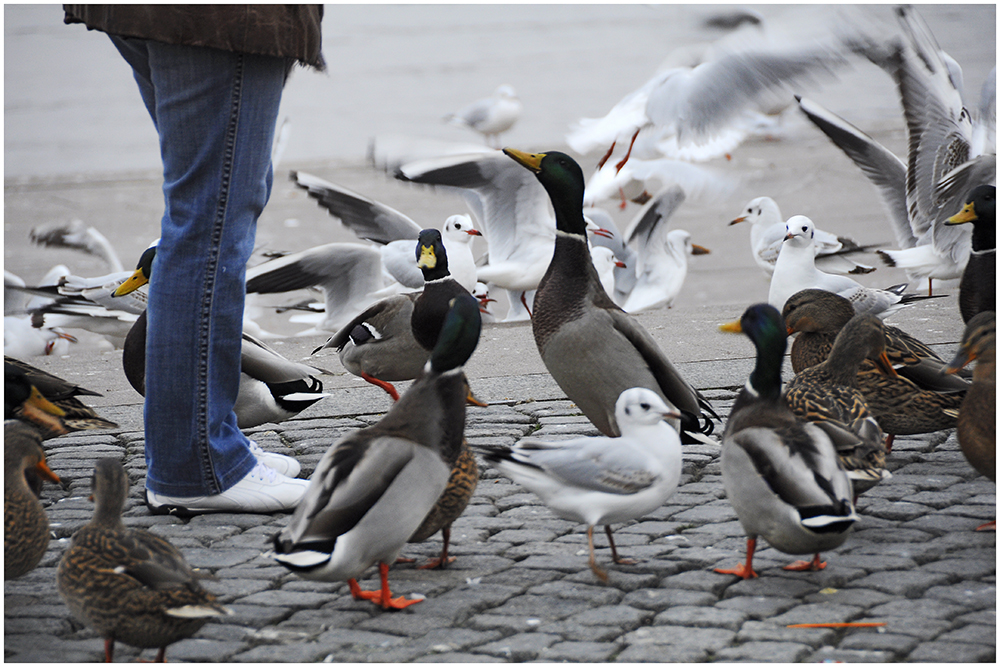 Vögel füttern