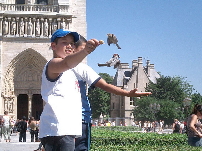 vögel füttern an der notre dame