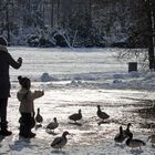 Vögel füttern im Winter