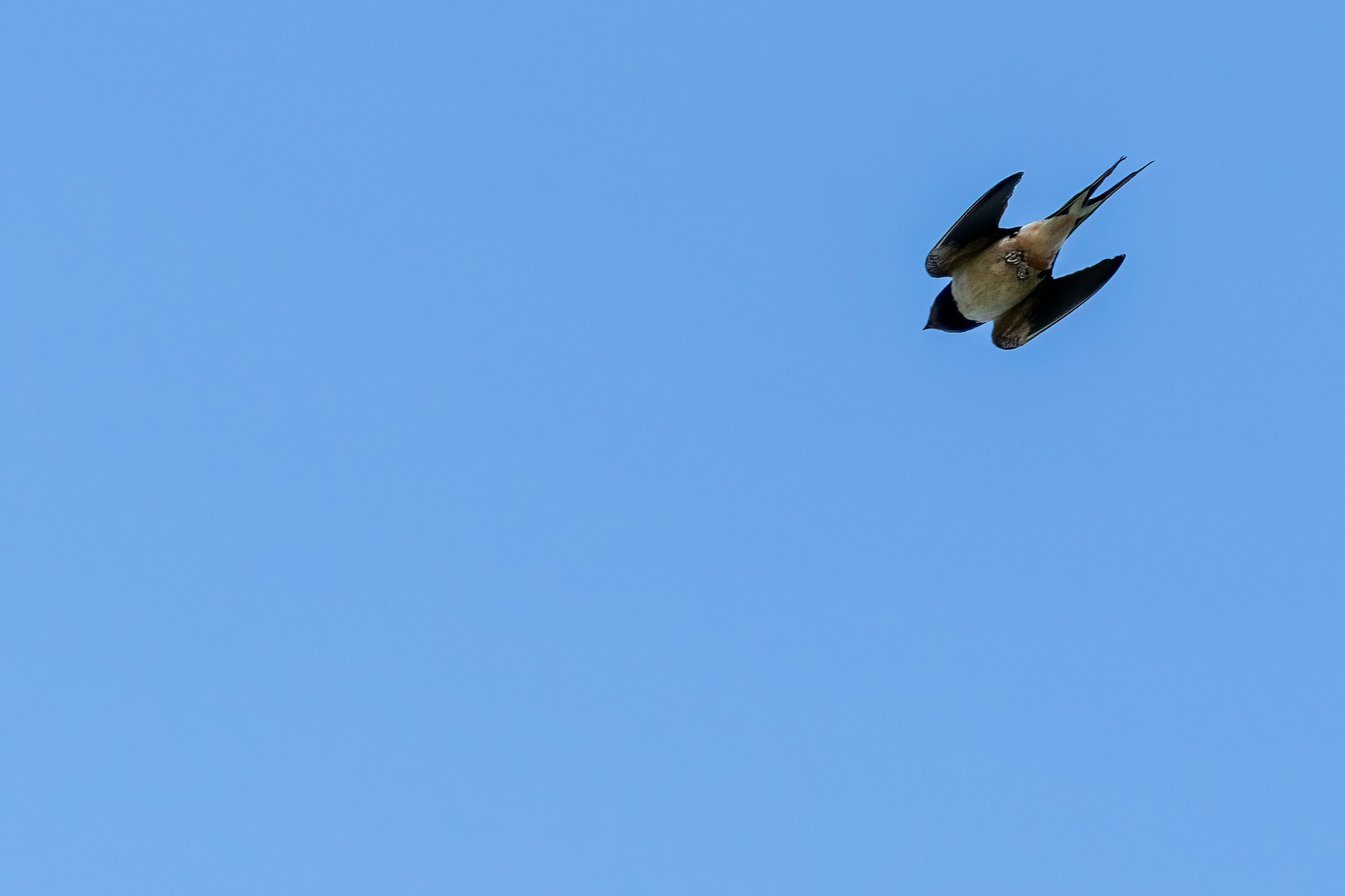 Vögel gesehen auf der Bootstour rund um Potsdam