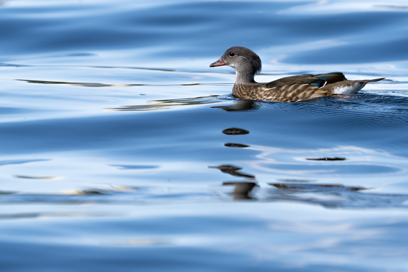 Vögel gesehen auf der Bootstour rund um Potsdam