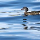 Vögel gesehen auf der Bootstour rund um Potsdam