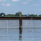 Vögel gesehen auf der Bootstour rund um Potsdam