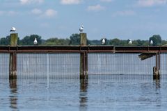 Vögel gesehen auf der Bootstour rund um Potsdam