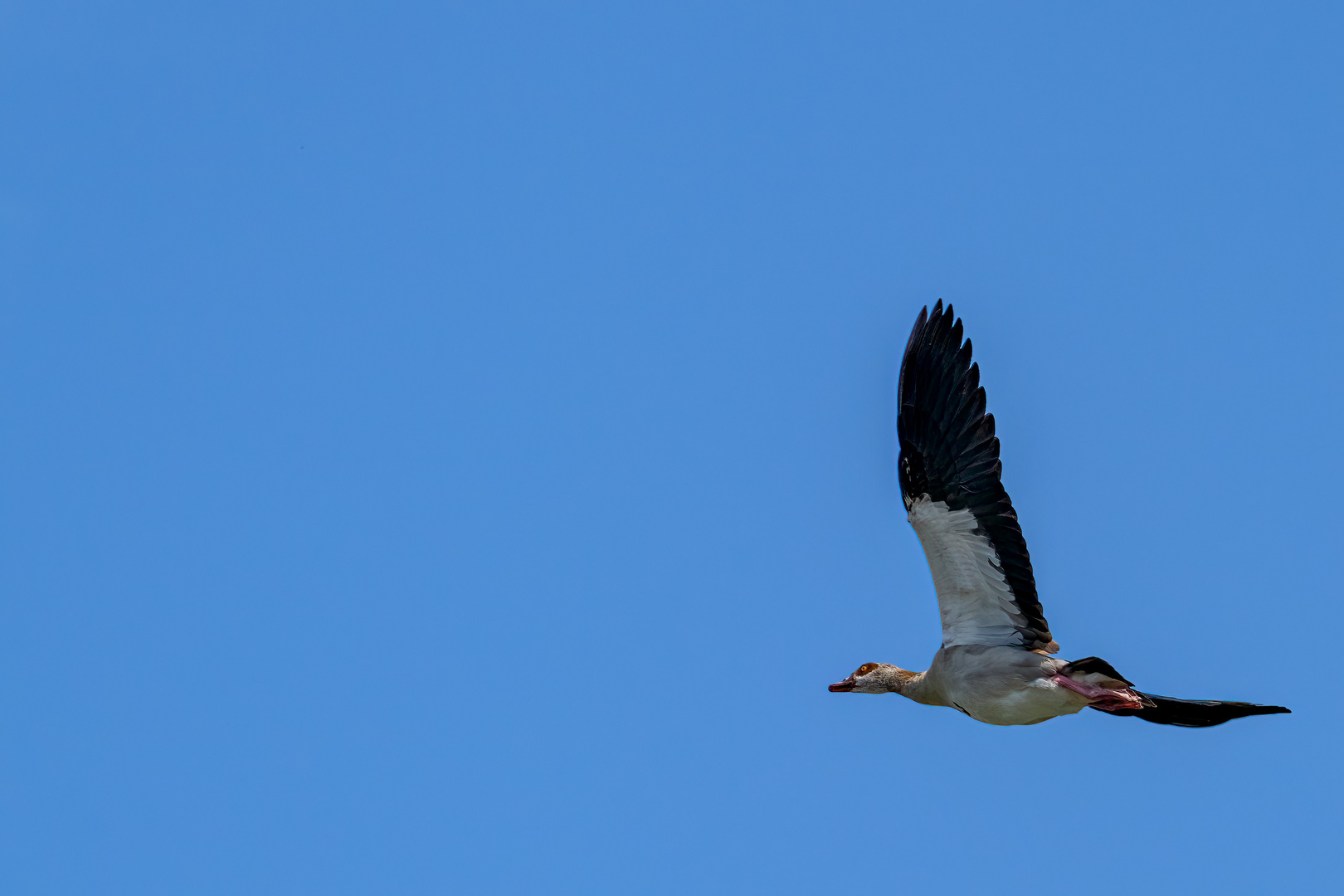 Vögel gesehen auf der Bootstour rund um Potsdam