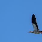 Vögel gesehen auf der Bootstour rund um Potsdam