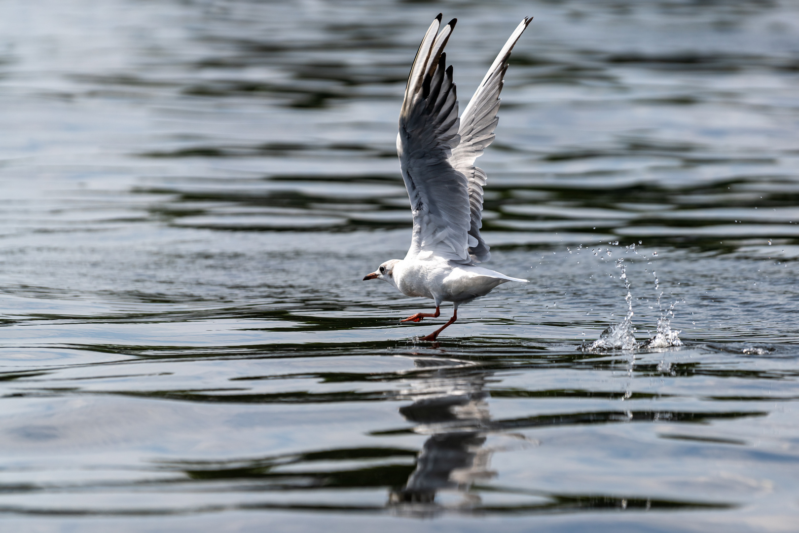 Vögel gesehen auf der Bootstour rund um Potsdam