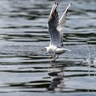 Vögel gesehen auf der Bootstour rund um Potsdam