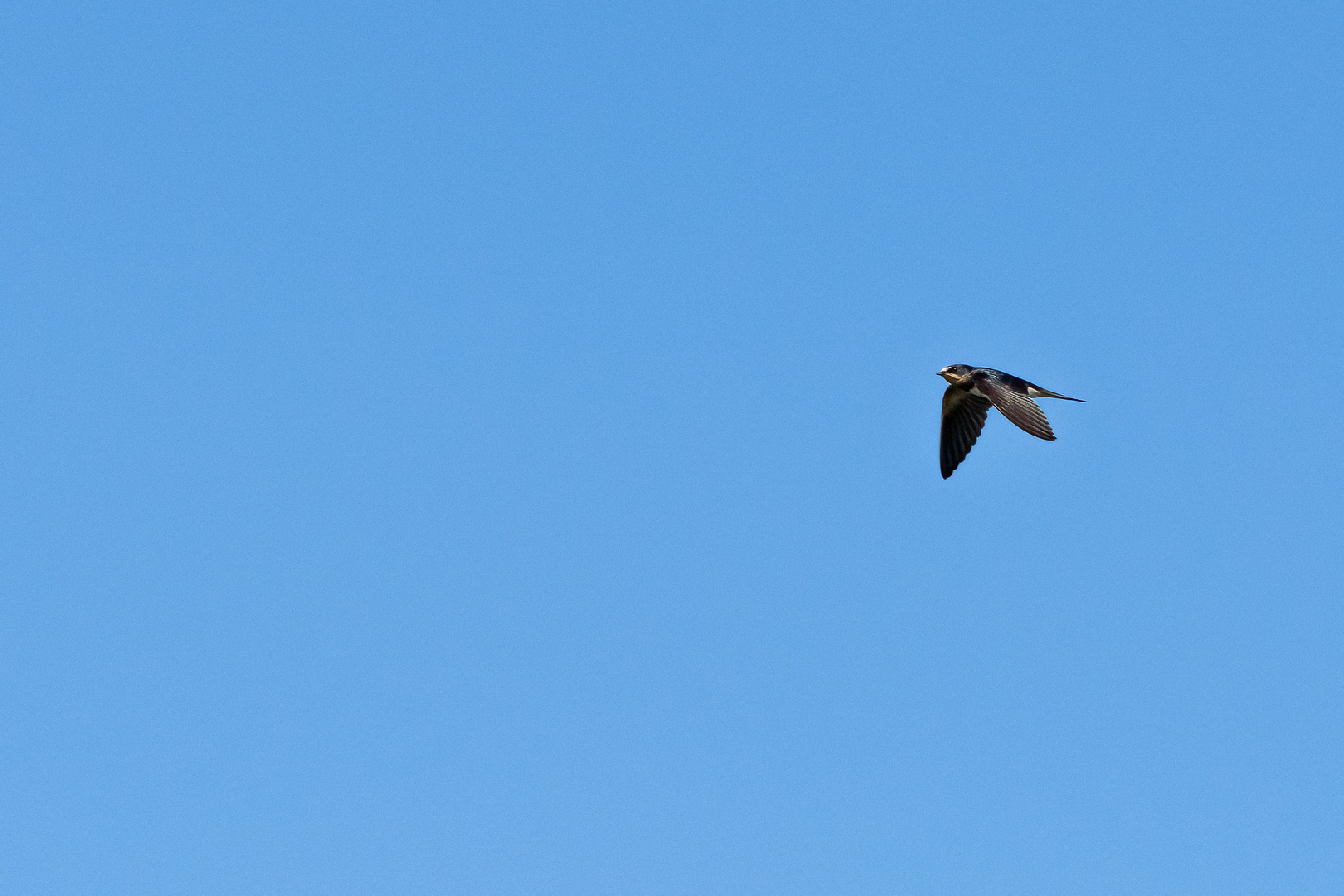 Vögel gesehen auf der Bootstour rund um Potsdam