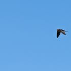 Vögel gesehen auf der Bootstour rund um Potsdam