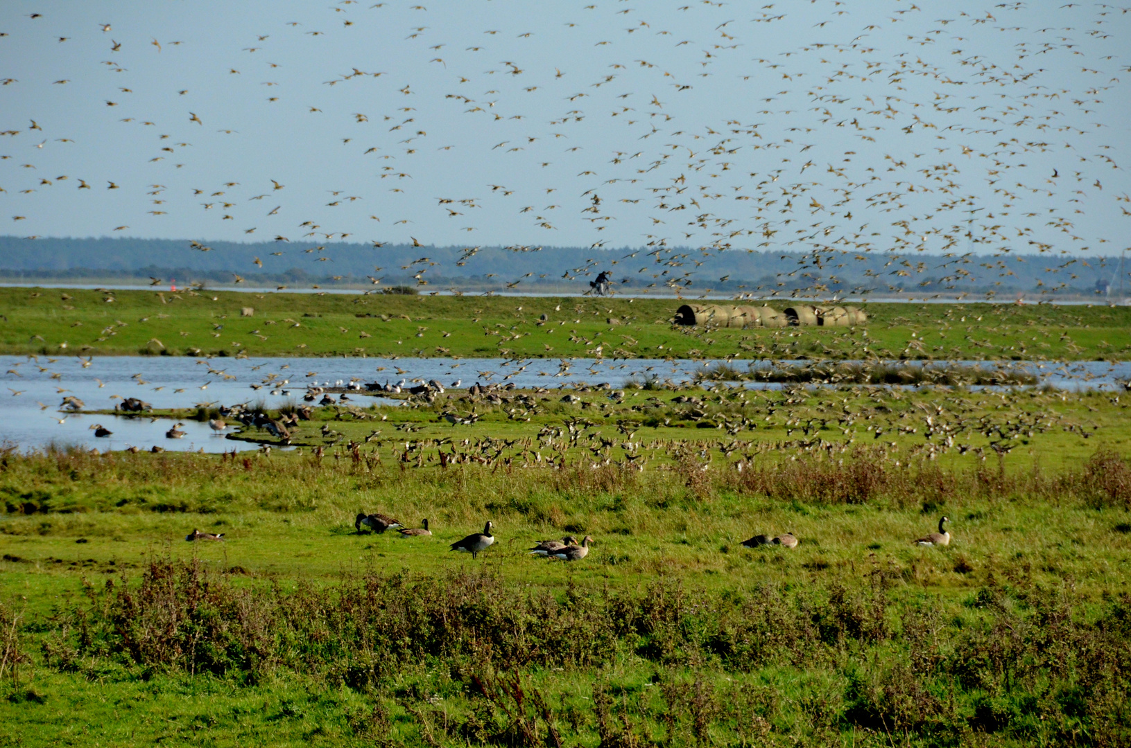 Vögel Hiddensee