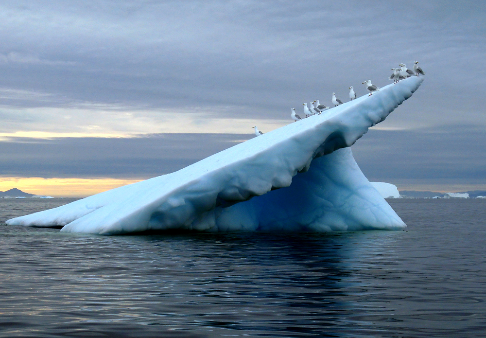 Vögel - Ilulissat Eisfjord, Weltnaturerbe der UNESCO.