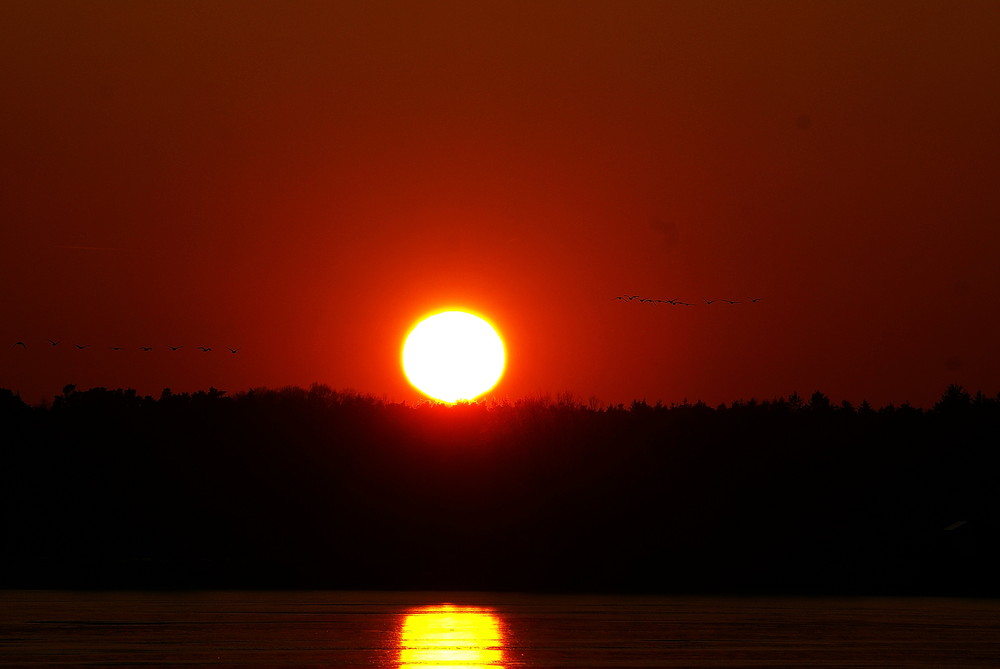 Vögel im Abendrot