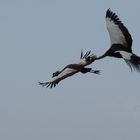 Vögel im Anflug