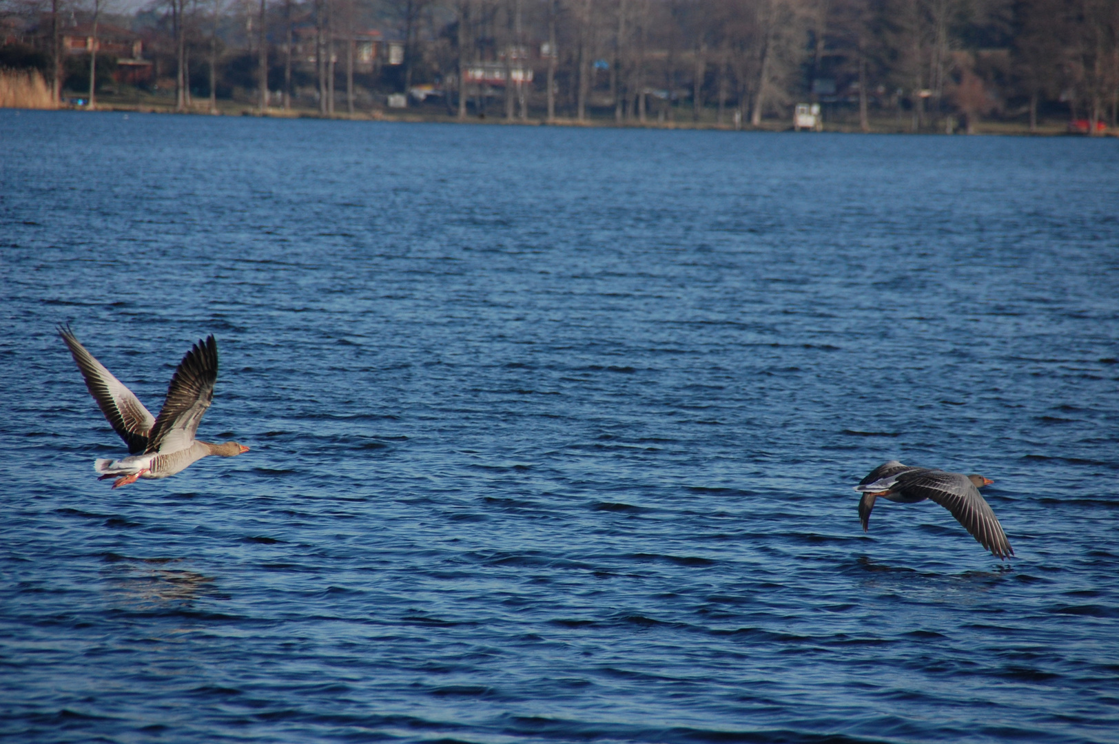 Vögel im Anflug  schwielochsee Goyatz  Spreewald 