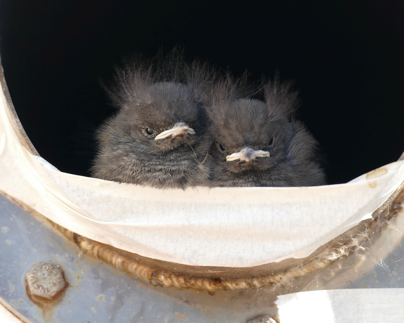 Vögel im Auspuff von Motoryacht