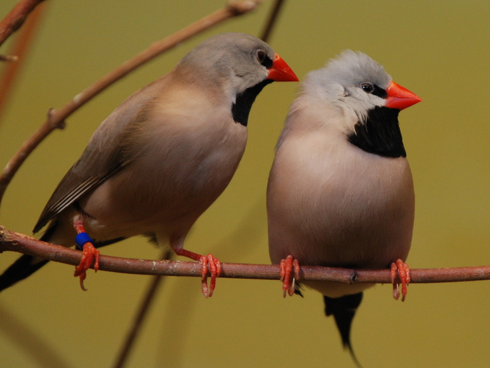Vögel im Basler Zoo