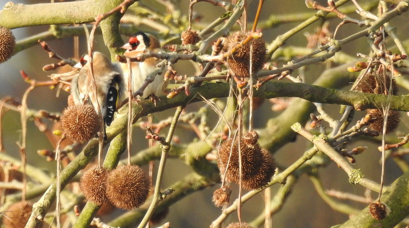 Vögel im Baum