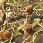 Vögel im Baum