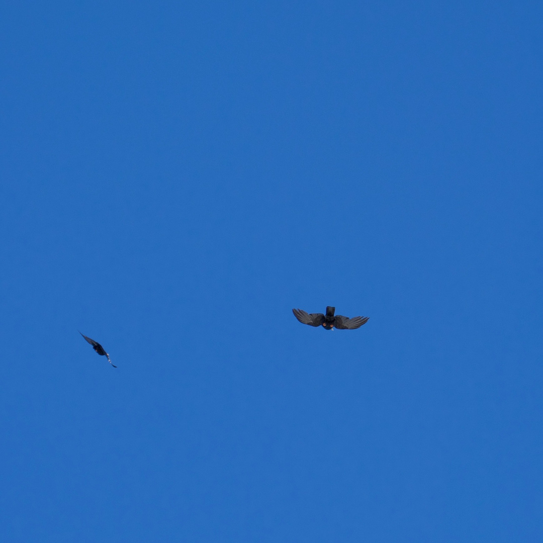 Vögel im Blauen Himmel