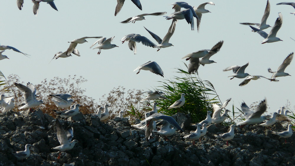 Vögel im Donaudelta