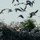 Vögel im Donaudelta