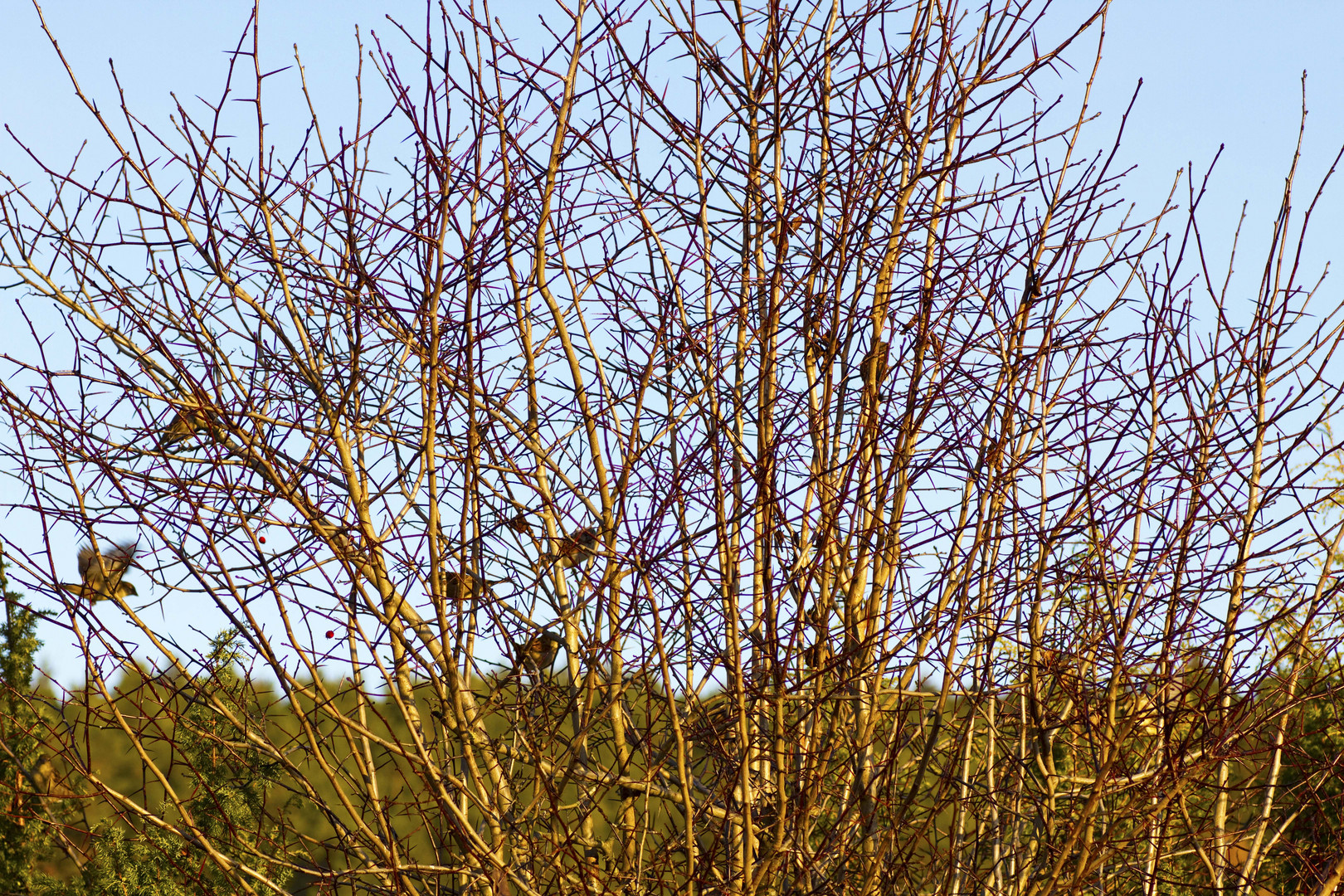 Vögel im Dornenbaum