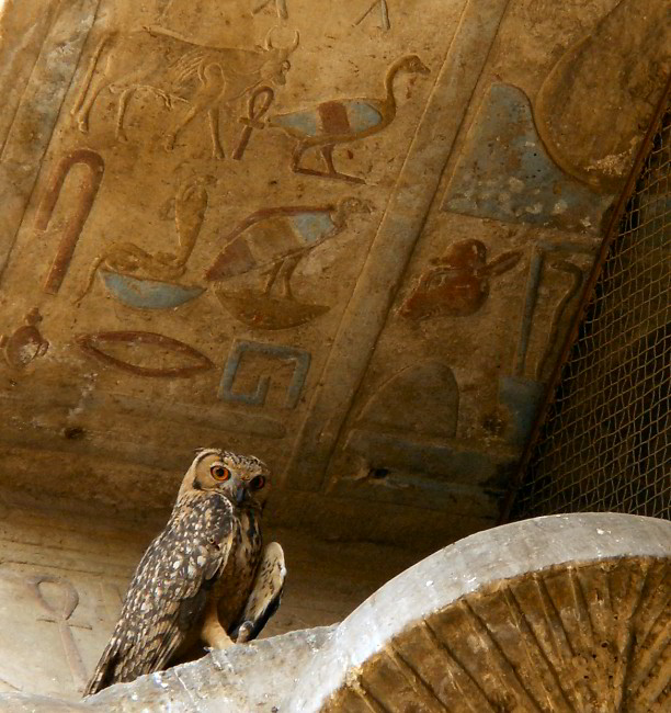 Vögel im Edfu-Tempel