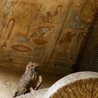 Vögel im Edfu-Tempel