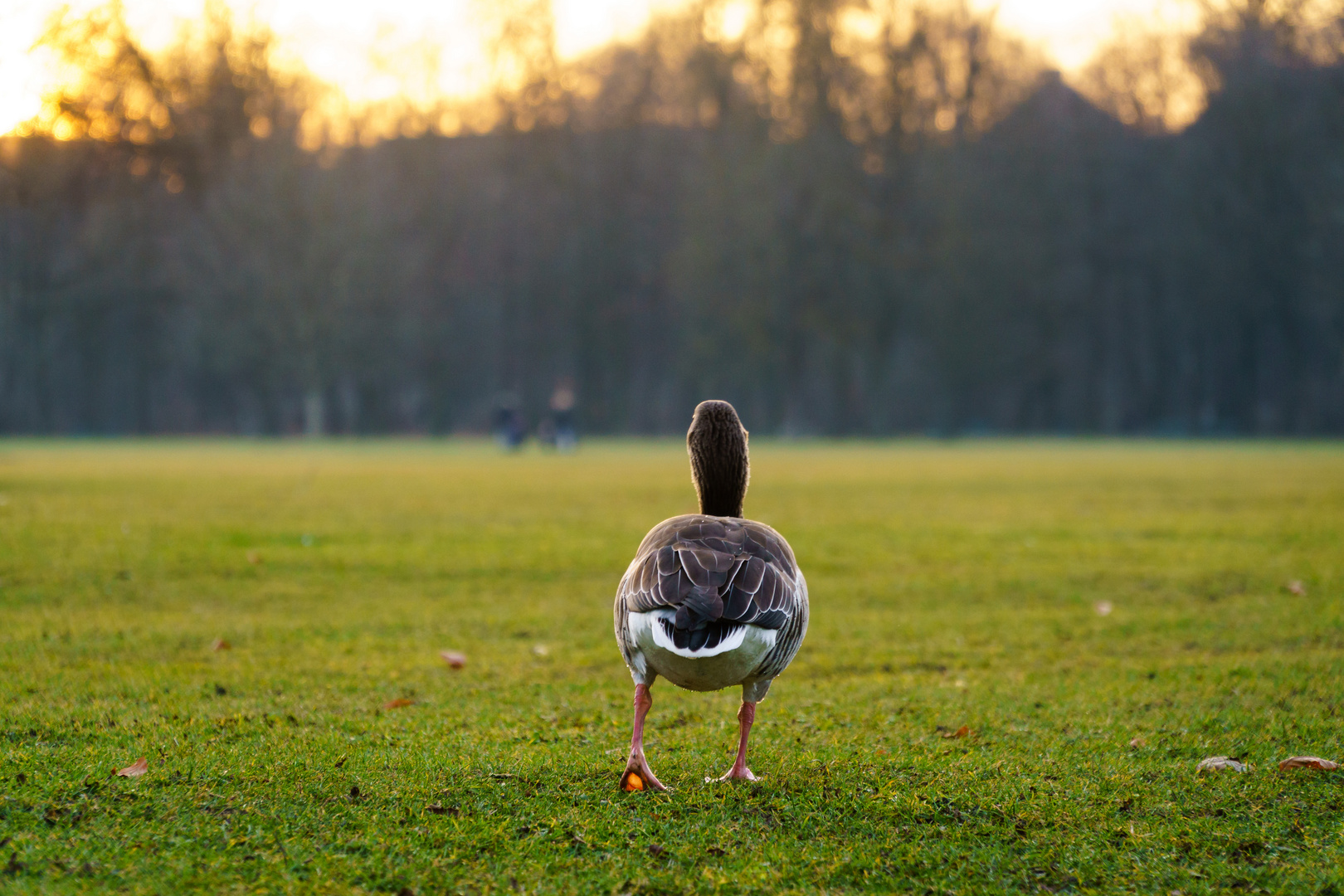 Vögel im Englischen Garten Foto & Bild tiere, wildlife, wild lebende