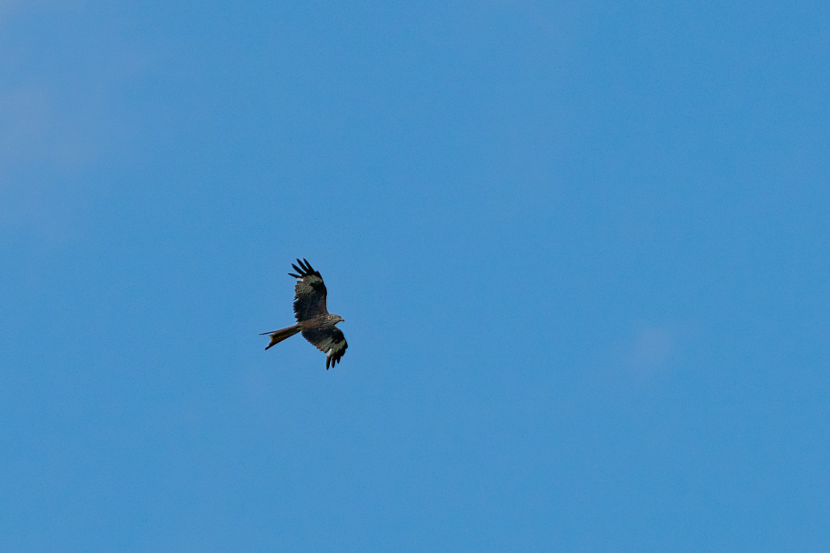 Vögel im Flug