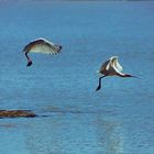 Vögel im Flug am Kariba See in Simbabwe