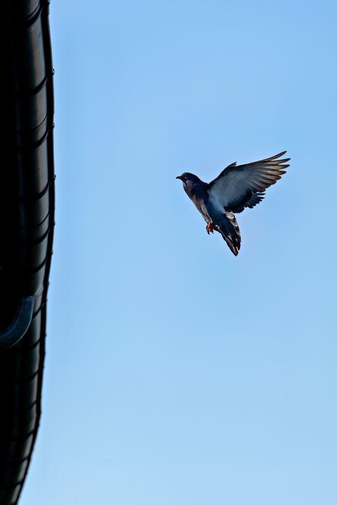 Vögel im Flug