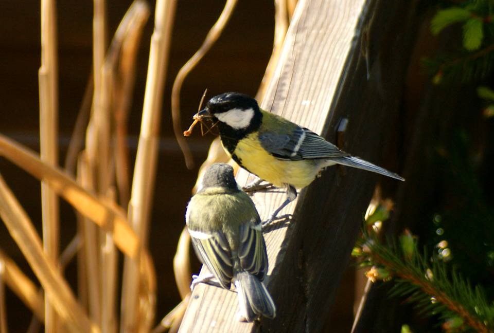 Vögel im Garten