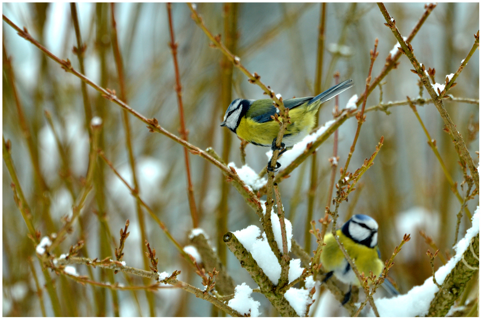 Vogel Im Garten Bei Dem Wenigen Schnee Des Letzten Winters 1