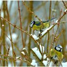 Vögel im Garten bei dem wenigen Schnee des letzten Winters (1)