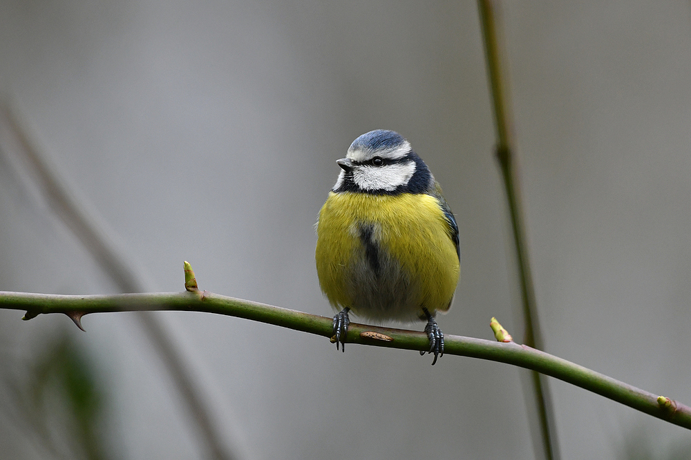 Vögel im Gebüsch: Blaumeise 01